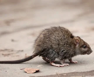 Servicio de Desratización