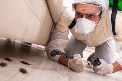 Servicios de Control de Plagas Profesional