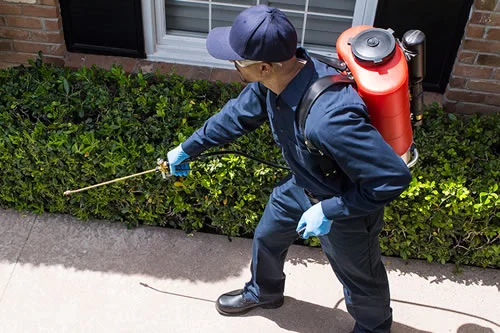 Servicios de Control de Plagas Profesional