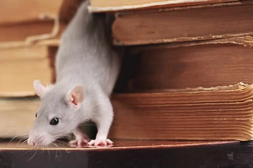 Servicio de Desratización Profesional