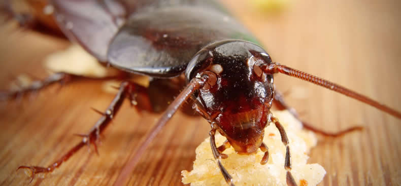 Las cucarachas son pura bacterias