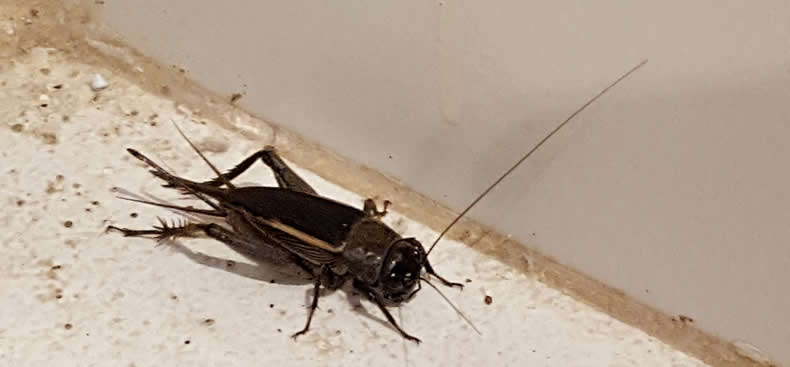 ¿Por qué hay una invasión de grillos?