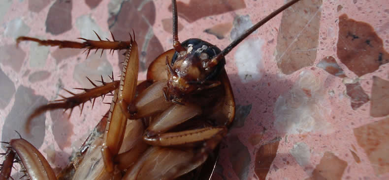 Un hogar sin cucarachas