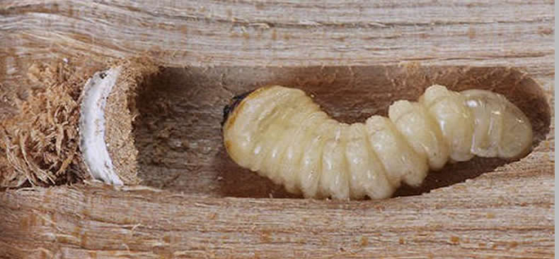 ¿Qué se come tus muebles?