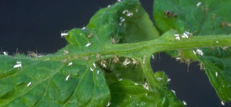 Las plagas que aparecen con el calor