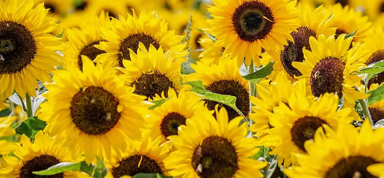 ¿Qué puedes plantar en primavera?