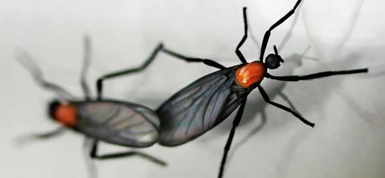 ¿Tienen los bichos del amor un propósito?