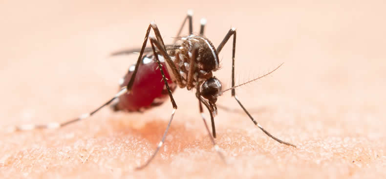 Datos sobre los mosquitos
