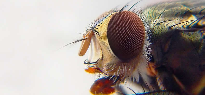 Las distintas plagas