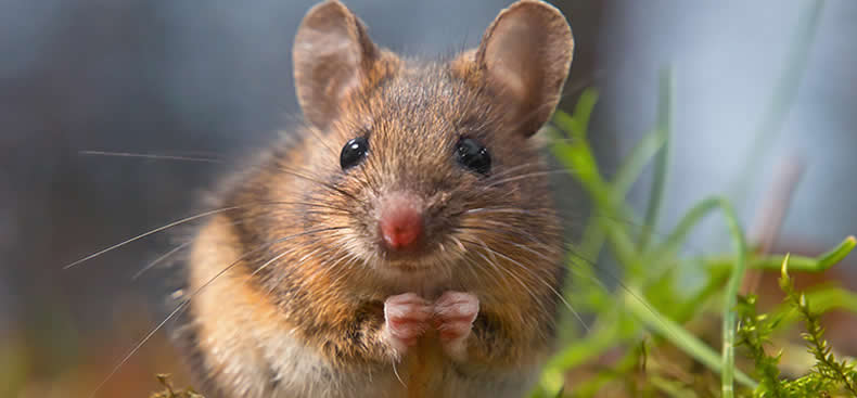 Los Distintos problemas que traen las ratas y ratones